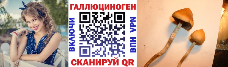 гидра онион  Чулым  Псилоцибиновые грибы Psilocybine cubensis 